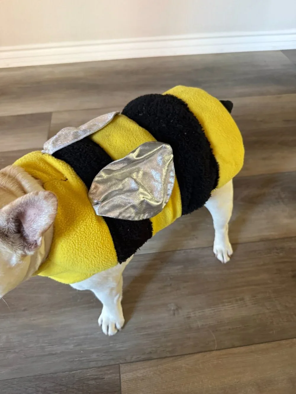 Dog Bee Costume - Medium